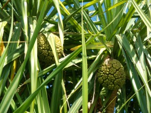 Kewda(Pandanus_odoratissimus)
