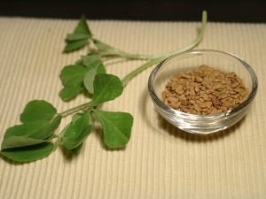 kozieradka1